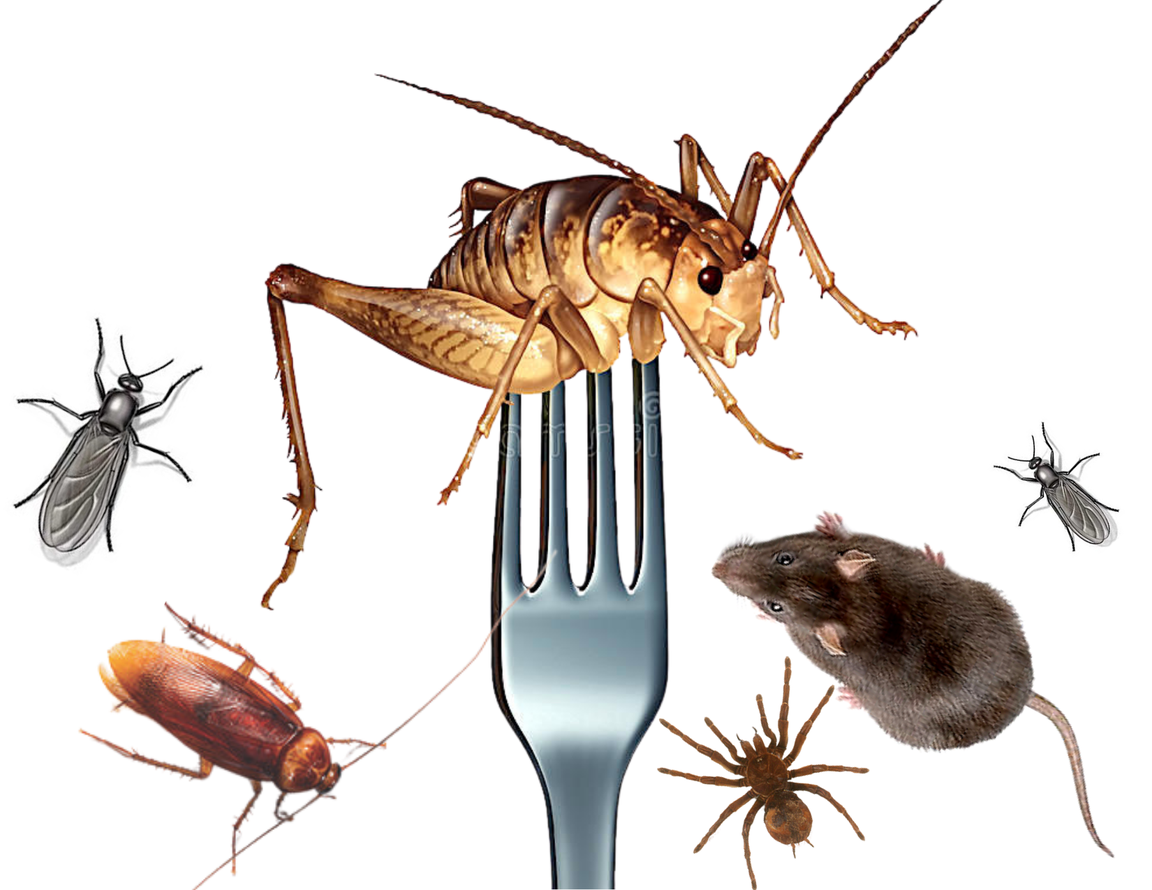 BUGS, RAT HAIRS AND RODENT POOP IS IN YOUR FOOD!
